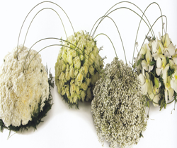 Witte bloemen vier eilanden